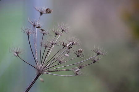 Umbel in autumn bearing seeds.の写真素材