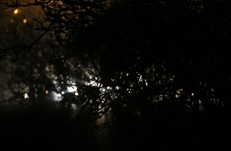 Background with bush in front of street lamps and headlights in the night.の写真素材
