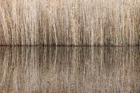 Symmetric reflections of reed at the edge of a lake.の写真素材