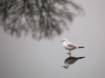 A young black-headed gull (Chroicocephalus ridibundus) walking on ice in winter. The reflection of a bare winter tree adds to the composition.の写真素材