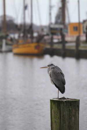 Gray heron (Ardea cinerea) sitting on a wooden pole in a port.の写真素材
