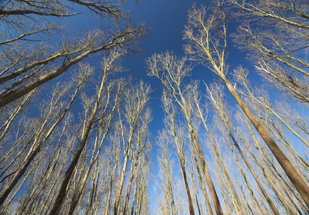 Bare trees under a clear dark blue sky.の写真素材
