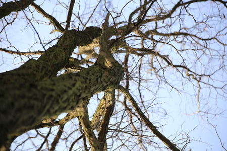 View from below a bare winter tree.