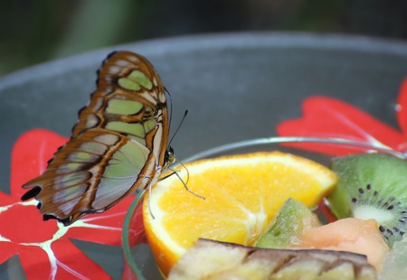 Malachite (Siproeta stelenes) drinking fruit juice on a feeding station.の写真素材