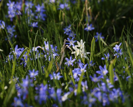 Two-leaf squill (Scilla bifolia) flowers covering the ground. A white variety can be seen.