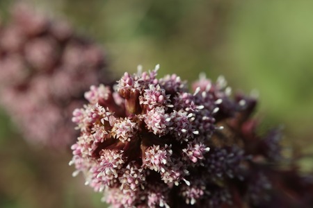 Macro shot of common butterbur (Petasites hybridus) blossoms.の写真素材