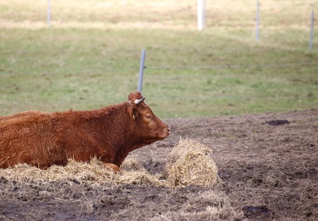 Side view of a sitting Gelbvieh cow.の写真素材