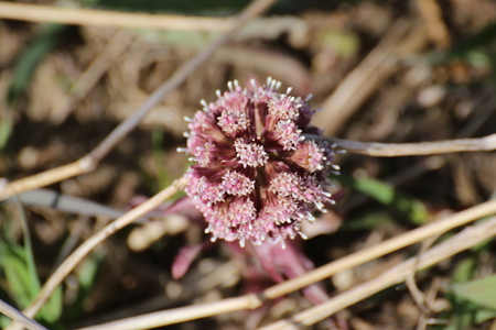 Blossoms of the common butterbur (Petasites hybridus) seen from the top.の写真素材