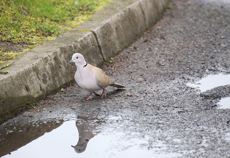 A Eurasian collared dove (Streptopelia decaocto) at the side of the curb.の写真素材