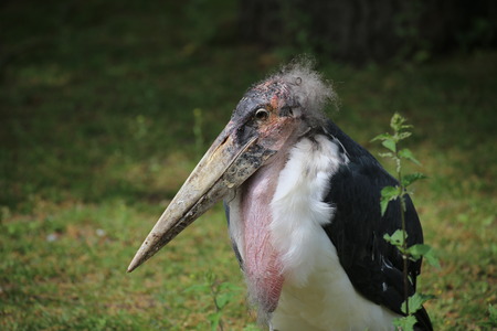 Portrait of a marabou stork (Leptoptilos crumenifer).の写真素材