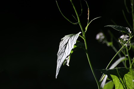 Conceptual low key shot of a garlic mustard plant (Alliaria petiolata).の写真素材