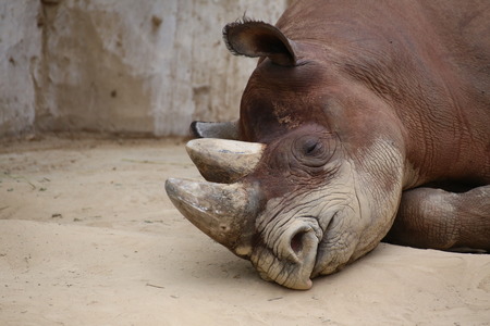 Detail of black rhinoceros (Diceros bicornis) lying on the ground.の写真素材