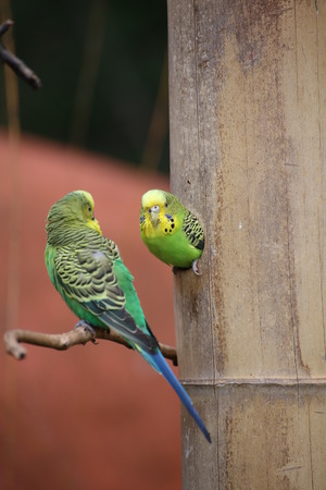 Budgie (Melopsittacus undulatus) sitting in a hole in the wood with another one in front of it.の写真素材