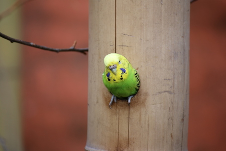 Budgie (Melopsittacus undulatus) sitting in a hole in the wood.