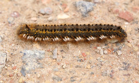 Drinker (Euthrix potatoria) caterpillar on a gravel ground.