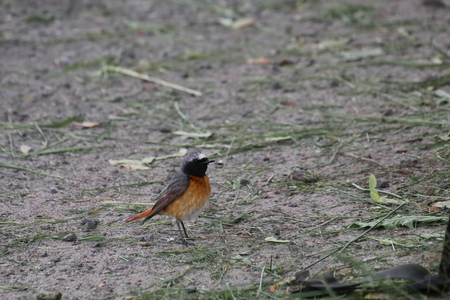 Common redstart (Phoenicurus phoenicurus) sitting on the ground.