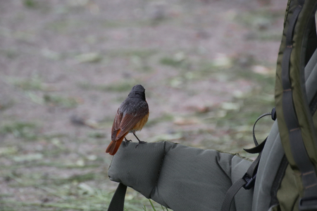 Common redstart (Phoenicurus phoenicurus) sitting on the side of a backpack.