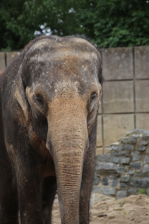 Medium shot of an asiatic elephant (Elephas maximus)の写真素材
