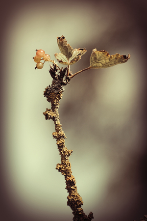 Last fruit on a white currant bush (Ribes rubrum) infested with lichen.の写真素材