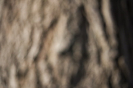 Defocused Night Shot Of A Poplar Stem.の写真素材