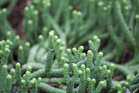 Detail of the rosary plant (Crassula rupestris).