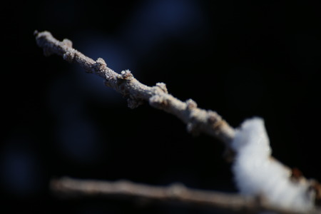 Macro shot of frosted twigs with snow.の写真素材