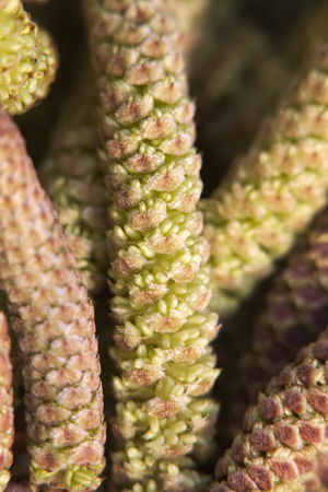 Extreme close up of Catkins from hazel trees (Corylus).の写真素材