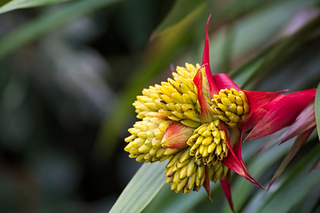 Blossom of a tufted airplant species (Guzmania).の写真素材