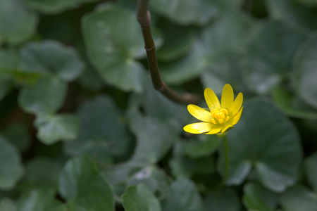 Fig buttercup (Ficaria verna) in high contrast image.