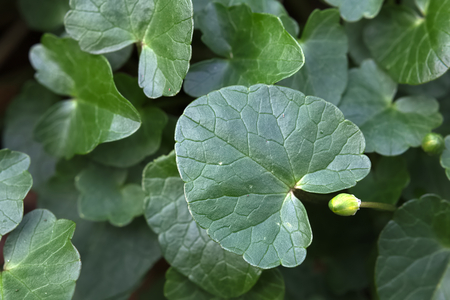Fig buttercup (Ficaria verna) leaf seen from above.の写真素材