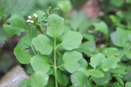 Macro of hairy bittercress (Cardamine hirsuta) leaves and blossoms.の写真素材