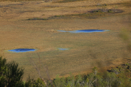 Ponds in a Swedish bog in summer.