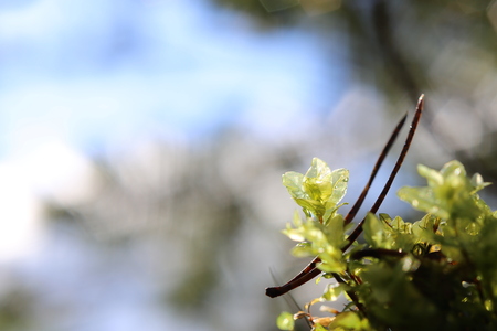 Transparent leaves of Rhizomnium punctatum, also called dotted thyme-moss.