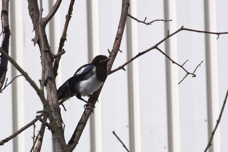 Young common magpie (Pica pica) sittinh in a tree.の写真素材