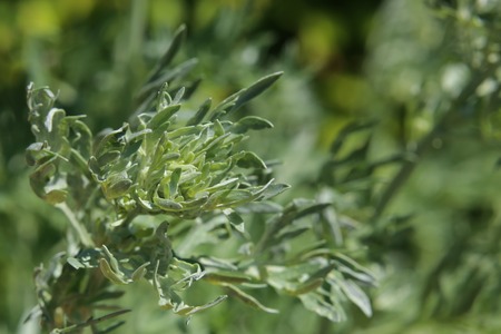 Artemisia absinthium (absinthe) plant with blossoms.の写真素材
