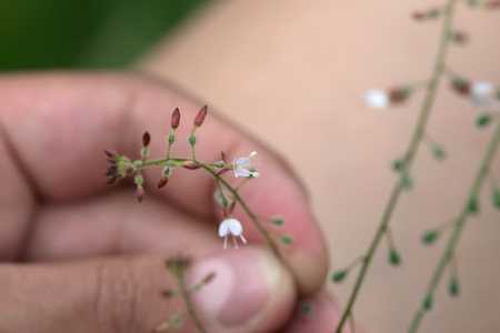 Circaea lutetiana (enchanters nightshade) plant held in hand.の写真素材