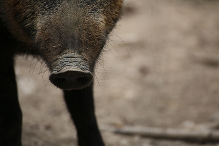 Close up of the snout of a wild boar (Sus scrofa).の写真素材