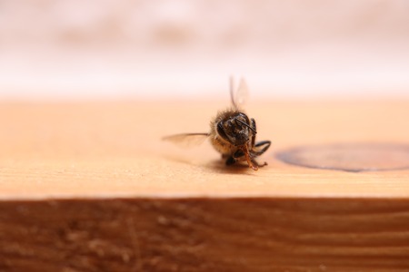 Dead honey bee (Apis mellifera) lying on wood.の写真素材