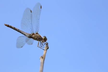 Common darter (Sympetrum striolatum) sitting on a twig.