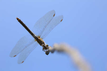 Common darter (Sympetrum striolatum) sitting on a twig.の写真素材