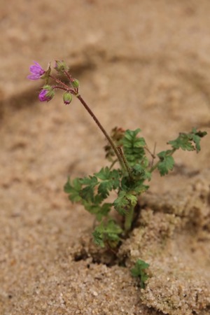 Erodium cicutarium, also known as redstem filaree.の写真素材