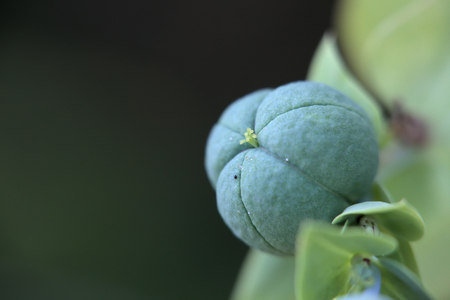 Fruit of the poisonous Euphorbia lathyris (caper spurge).の写真素材