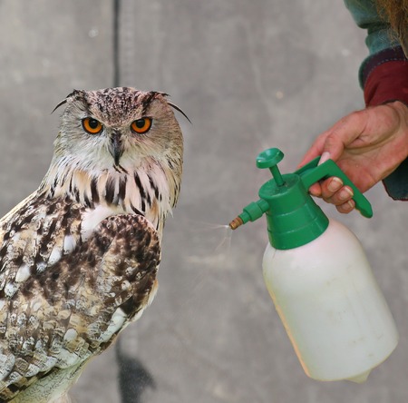 Western Siberian eagle-owl (Bubo bubo sibiricus) is sprayed with water.の写真素材