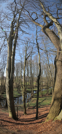 Vertical panorama of nature reserve Heithoern around Hanshaeger Bach (Hanshagen stream) in Mecklenburg-Vorpommern, Germany.の写真素材