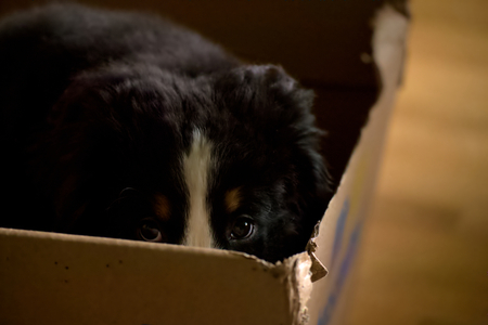 Bernese Mountain Dog puppy sitting in a cardboard bos.の写真素材