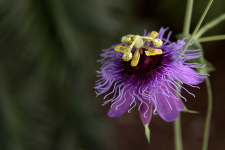 Blossom of a passion flower species (Passiflora amethystina).の写真素材