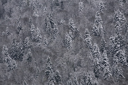 Coniferous mountain forest on a snowy day.の写真素材
