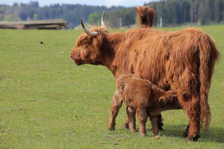 Wide angle shot of a highland cow feeding her calf.