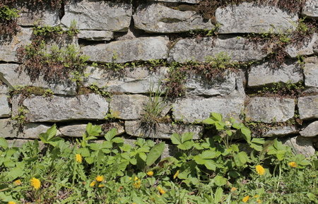 Fieldstone wall with various different wild plants.の写真素材