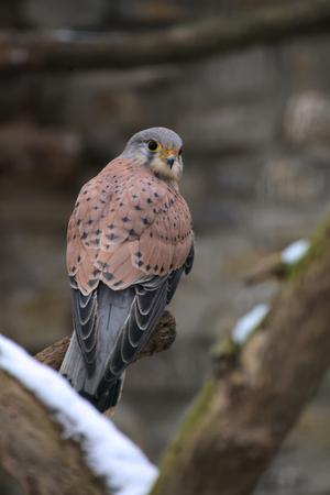 A European kestrel (Falco tinnunculus) sitting on a branch.の写真素材